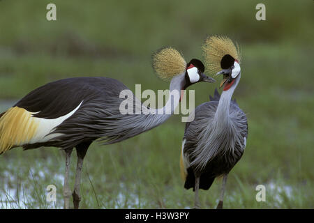 Grey Crowned gru (Balearica regulorum) Foto Stock