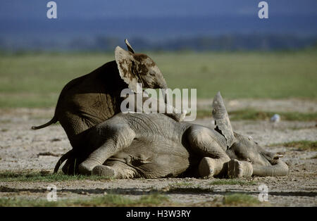 Elefante africano (Loxodonta africana), vitelli di riproduzione Foto Stock