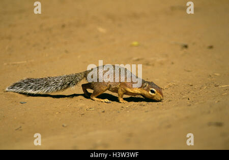 Massa a strisce scoiattolo (xerus erythropus), attivo dal giorno eccetto in condizioni estreme di calore. Kenya Foto Stock