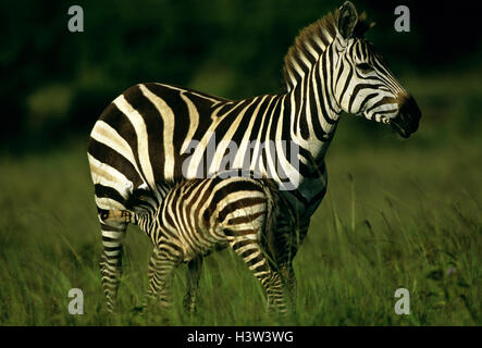 Grant's zebra (Equus quagga boehmi), il mare e il puledro. Masai Mara riserva nazionale, Kenya Foto Stock