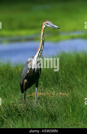 Golia airone rosso (Ardea goliath), in una palude. Africa orientale Foto Stock