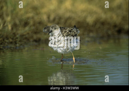 Marsh sandpiper (tringa stagnatilis), in piedi in acqua, gonfiare il suo piumaggio. non si tratta di un allevamento di nord-inverno visitatore in africa orientale. Kenya Foto Stock