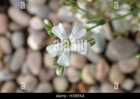 Close up di creeping gypsophila (Gypsophila repens 'filou bianchi ") di fiori e boccioli di fronte sfocato ciottoli di piccole dimensioni Foto Stock