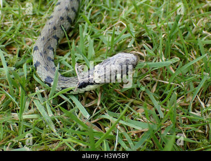 Close-up della testa di un maschio di biscia dal collare (Natrix natrix) sull'erba, con una parte della sua vecchia pelle bloccato al suo occhio destro e la testa Foto Stock