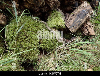 Europei maschili biscia dal collare (Natrix natrix) su moss in una pila di registro Foto Stock