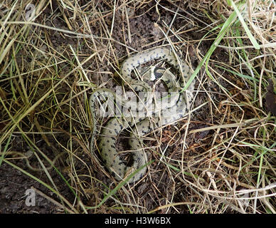 Maschio di biscia dal collare (Natrix natrix) avvolto a ricciolo su chalk terreno in una patch di scrub Foto Stock