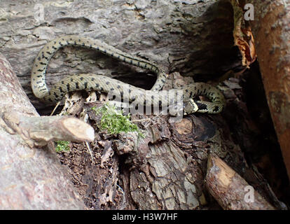 Europei maschili biscia dal collare (Natrix natrix) su una pila di registro di rimozione di residuo del capannone incompletamente pelle dalla testa Foto Stock