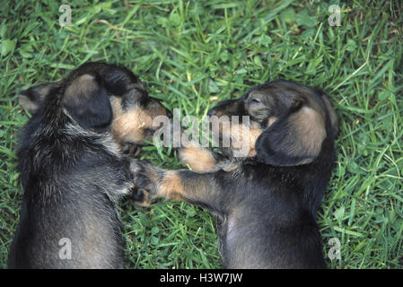 Prato, wire-haired bassotto cucciolo, due, giacciono, riposo, animali animali domestici, mammiferi, cani, giovani, giovani animali, dachshunds, dachshunds, Zwerdackel, dachshunds, cane di razza, la razza, in tedesco, giacciono, sentiamo bene, dormire Foto Stock
