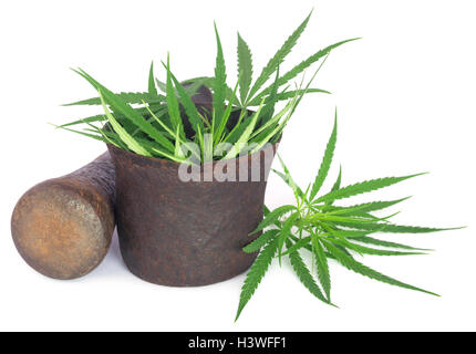 La cannabis o la marijuana foglie in un vintage mortaio con pestello su sfondo bianco Foto Stock