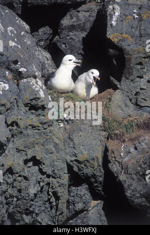 Fulmars, Fulmarus glacialis, due, bile, luogo di nidificazione, animali, uccelli, uccelli di attacco tubo, Nasi, luogo di allevamento, nido, berlina Foto Stock