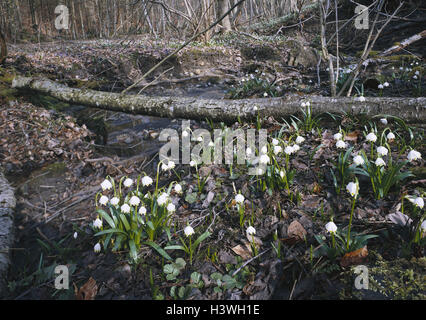 La molla-nodo fiore, Leucojum Vernum, esterno, legno, Forest Floor, Brook, molla, piante, Frühlingsblüher, fiocchi di neve, l'Amaryllis piante, natura Foto Stock