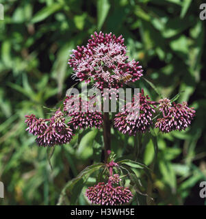 Wasserdost comune, Eupatorium cannabinum, fiorisce, natura botanica, flora, piante, fiori, acqua canapa, Eupatorium, compositi, Wasserdost, Kunigundenkraut, piante medicinali, pianta selvatica, blossom, rosso, periodo fiorisce da luglio a settembre, effetto correttivo, Foto Stock