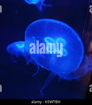 Aurelia aurita, una medusa traslucida che è riconosciuta per i suoi quattro ferri di cavallo - gonadi sagomati che sono visibili attraverso la parte superiore della campana. Recante la data del XXI secolo Foto Stock