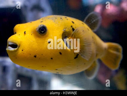 Pufferfish, un membro della famiglia Tetraodontidae, e la maggior parte della specie pufferfish sono tossici e alcuni sono tra i più velenosi vertebrati nel mondo. Recante la data del XXI secolo Foto Stock