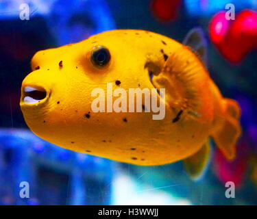 Pufferfish, un membro della famiglia Tetraodontidae, e la maggior parte della specie pufferfish sono tossici e alcuni sono tra i più velenosi vertebrati nel mondo. Recante la data del XXI secolo Foto Stock