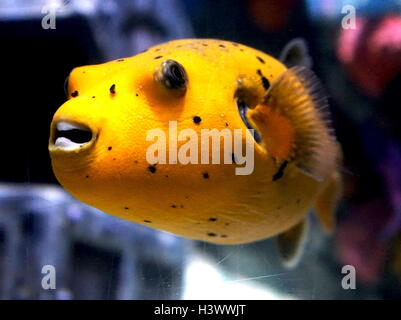 Pufferfish, un membro della famiglia Tetraodontidae, e la maggior parte della specie pufferfish sono tossici e alcuni sono tra i più velenosi vertebrati nel mondo. Recante la data del XXI secolo Foto Stock