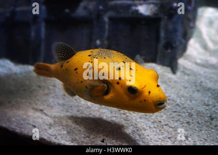 Pufferfish, un membro della famiglia Tetraodontidae, e la maggior parte della specie pufferfish sono tossici e alcuni sono tra i più velenosi vertebrati nel mondo. Recante la data del XXI secolo Foto Stock