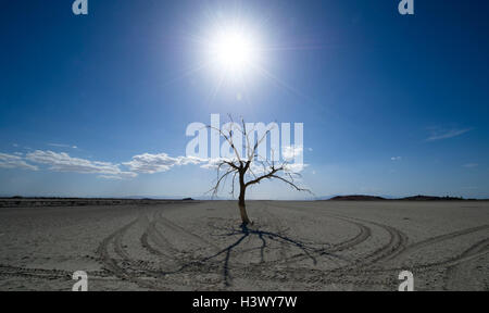 Los Angeles, Stati Uniti d'America. 29 apr, 2016. Un albero si è visto all'essiccato lakebed vicino la riva sud del Salton Sea, un lago salino nella California del Sud, gli Stati Uniti, il 29 aprile 2016. Salton Sea è il lago più grande della California, usato per essere un affollato resort disegno 1.5 milioni di visitatori ogni anno al suo picco. Tuttavia, il lago è ora in una crisi ecologica a causa di mandated trasferimenti d'acqua, della siccità e dell'inquinamento. © Yang Lei/Xinhua/Alamy Live News Foto Stock