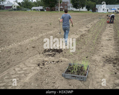 Johnston, Rhode Island, Stati Uniti d'America. Il 27 giugno, 2015. Agricoltore, con l'aiuto di membri della loro Comunità Agricoltura supportati (C.S.A.) gruppo semina a inizio di stagione crescente su una artigianale di fattoria organica in Johnston, Rhode Island, Stati Uniti © David H. pozzetti/ZUMA filo/Alamy Live News Foto Stock