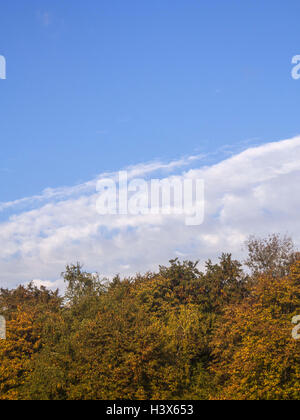 Luminose autunno rami di albero su sfondo cielo con nuvole. Il 7 ottobre, 2016. © Igor Goiovniov/ZUMA filo/Alamy Live News Foto Stock