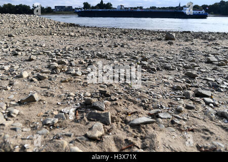 Neuss, Germania. Xiii oct, 2016. Un recipiente di trasporto merci sul Reno vicino a Neuss, Germania, 13 ottobre 2016. Il Reno attualmente è estremamente basso livello dell'acqua. Foto: FEDERICO GAMBARINI/DPA/Alamy Live News Foto Stock