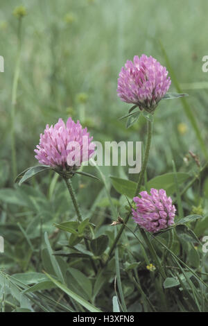 Prato, trifoglio rosso Trifolium pratense, close up, piante piante utili, foraggere, Faboideaes, butterfly la fioritura delle piante, Papilionaceae, Fabaceae, prato, trifoglio rosso trifoglio di testa, fiorisce Foto Stock