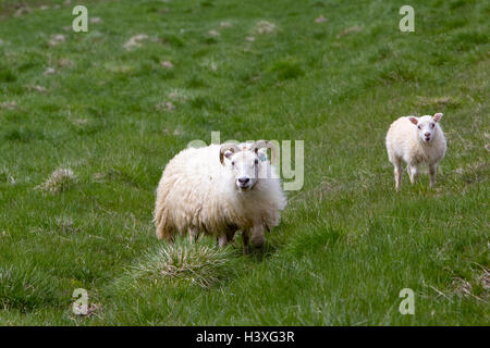 Icelandic Sheep Pecora con agnello Islanda Foto Stock