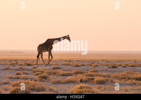 La giraffa a piedi nel bush sul deserto pan al tramonto. Wildlife Safari nel Parco Nazionale di Etosha, il principale destinatio viaggi Foto Stock