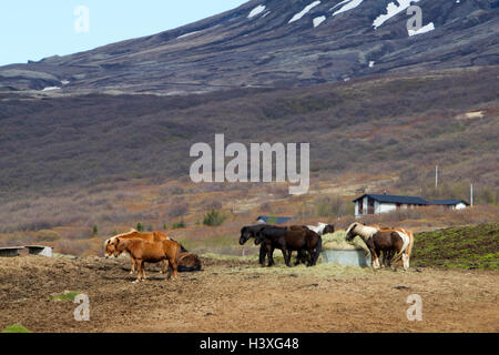 Allevamento di cavalli islandesi nelle zone rurali periferiche montagna campagna Islanda Foto Stock