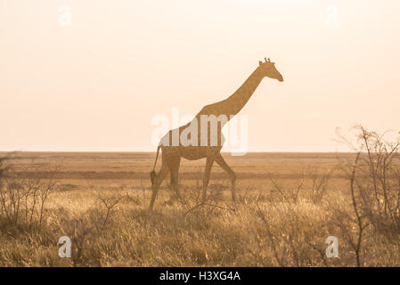 La giraffa a piedi nel bush sul deserto pan al tramonto. Wildlife Safari nel Parco Nazionale di Etosha, il principale destinatio viaggi Foto Stock