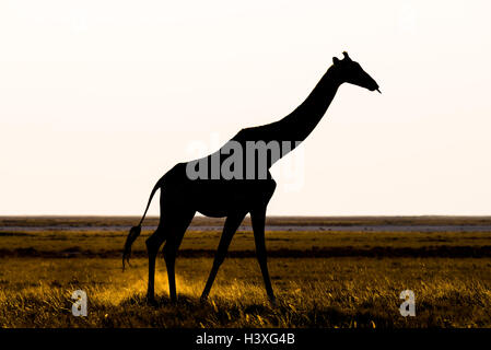 La giraffa a piedi nel bush sul deserto pan al tramonto. Wildlife Safari nel Parco Nazionale di Etosha, il principale destinatio viaggi Foto Stock