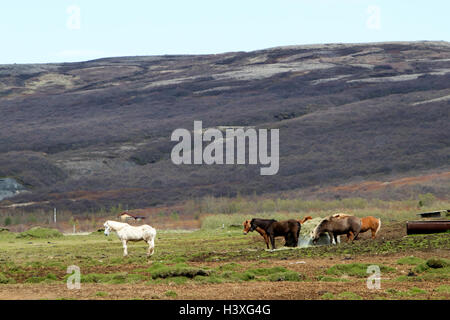 Allevamento di cavalli islandesi nelle zone rurali periferiche montagna campagna Islanda Foto Stock