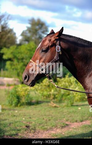 Stallone incandescente in serata sunshine nell'estancia maneggio, Cordoba, Argentina Foto Stock