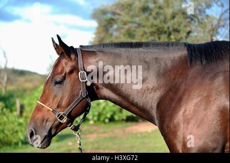 Stallone incandescente in serata sunshine nell'estancia maneggio, Cordoba, Argentina Foto Stock