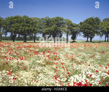 Scenario di campo, fiori, rosso, bianco, gruppo alberi, scenario, prato, fiori di prato, battete i semi di papavero, semi di papavero, papaveri, alberi, albero, piante,, natura, estate Foto Stock