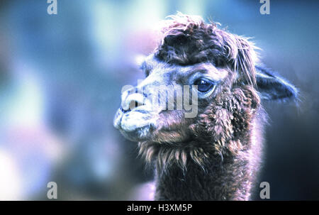 Alpaca e lama guanacoe seguenti glama, ritratto, animali, animale, mammiferi, mammifero, animali domestici, pet, selvaggi-ungulato, Artiodactyla, Schwielensohler, cammelli, nuovo mondo cammelli, Camelidae Lama, a vantaggio degli animali, animale benefici, lama guanacoe pacos seguenti, Foto Stock