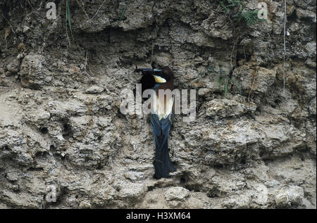 Ungheria, europea del bee eater Merops apiaster, preda, nesting pit, mondo animale, animali animali selvatici, animale selvatico, uccelli di passaggio, il passaggio di uccelli, uccelli, uccelli, Rackenvögel, spinte, Spint, Meropidae, insectivore, 'Regenbogenvogel', genitori, animale adulto, l Foto Stock