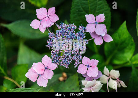 Hydrangea macrophylla 'Nigra' Fiore Foto Stock