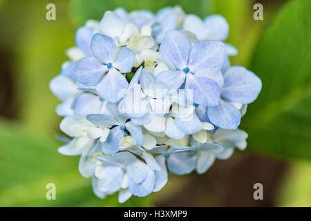 Hydrangea macrophylla 'Nigra' Fiore Foto Stock