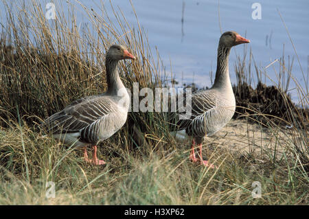 Dune, graylag oche, Anser anser, Germania, fregio del nord paese, Amrum, graylag oca giovane, animali selvatici, uccelli, oca uccelli, anatids, oche, volare, uccelli di passaggio, oca Graylag, grigio-lag Goose Foto Stock