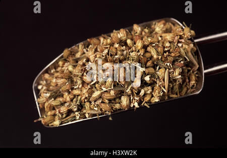 Piante medicinali, comune Schafgarbe, Achillea millefolium, fioriture, dryly, piante medicinali piante medicinali, erbe e piante medicinali, natura farmaci, Schafgarbenblüten, Schafgarbe, pala, studio, fotografia del prodotto Foto Stock