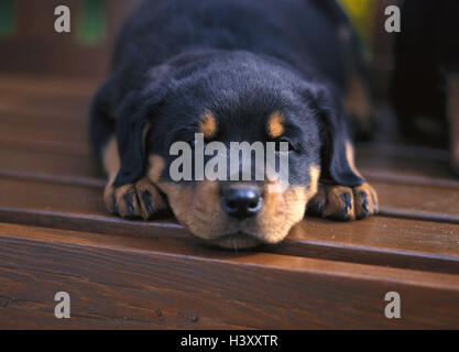 Banca di legno, Rottweiler, cucciolo, giacciono, animali animali, mammifero, mammiferi, cane cani, piccola, vecchia persona, 6 settimane, cane, cane, cane di accompagnamento, disegni cani cane di protezione, protezione, cani cane di polizia, polizia cani, giovane animale, di riposo e di relax, vi Foto Stock