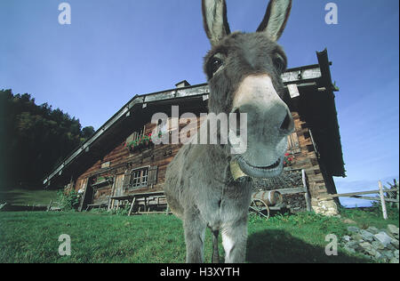 In Germania, in Baviera, Immenstadt, incubi mountain Gschwender, casa asino non liberamente per calendario mk/Rb, esterno, Algovia, superiore Allgäu, agriturismo, casa in legno, alp, alp, rifugio capanna, animali, animale, mammiferi, mammifero, beneficiare gli animali beneficiano di anima Foto Stock