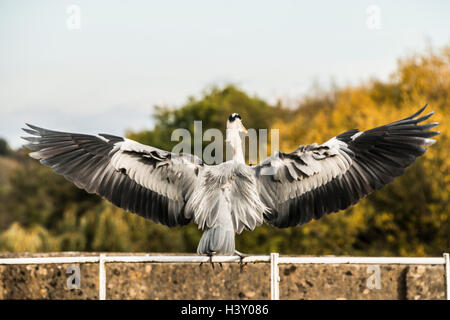 Un Airone cenerino sbarco sulla Avoncliff acquedotto, Wiltshire Foto Stock