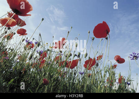 Prato, papaveri, Papaver spec., dettaglio, fiori, piante, natura botanica, vegetazione, semi di papavero, fiorisce, blossom, blur flower meadow, estate, battete i semi di papavero, cielo Foto Stock