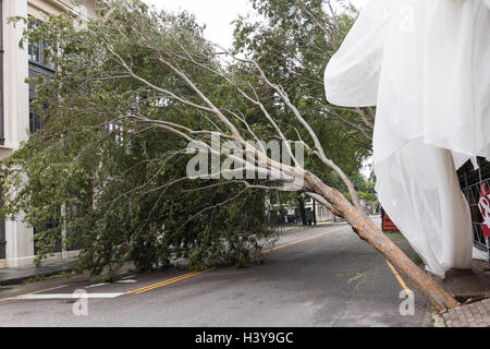 Un albero abbattuto isolati riuniti Street nel centro storico dopo l uragano Matthew attraversato provocando allagamenti e danni leggeri per la zona 8 Ottobre 2016 a Charleston, Carolina del Sud. L'uragano ha fatto approdo vicino a Charleston come una categoria 2 storm ma rapidamente diminuita come esso spostato a nord. Foto Stock