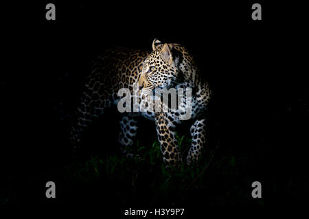African Leopard (Panthera pardus) in piedi al buio, illuminato sulla testa, il Masai Mara riserva nazionale del Kenya. Foto Stock
