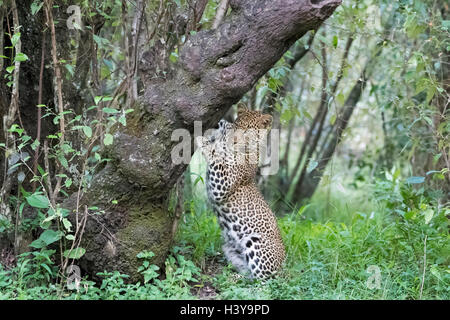 African Leopard (Panthera pardus) albero di marcatura per il territorio nella foresta, Masai Mara riserva nazionale del Kenya. Foto Stock