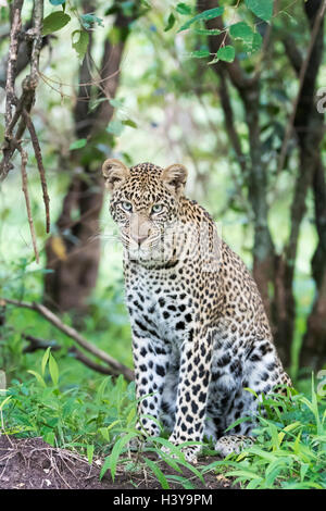 African Leopard (Panthera pardus) seduta nella foresta, guardando la telecamera, il Masai Mara riserva nazionale del Kenya. Foto Stock