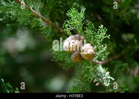 Cypress alberi coni Foto Stock